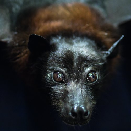 Noctalis - Welt der Fledermäuse