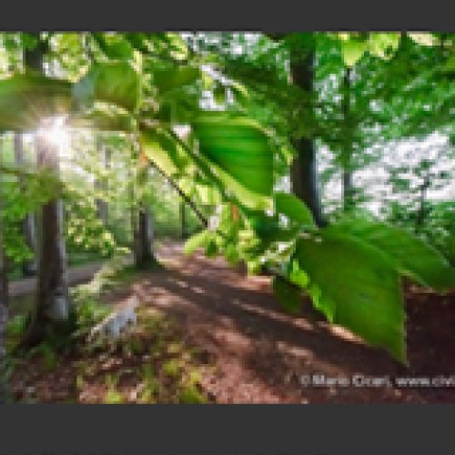 Foto Ciceri Visuell Schaffhausen